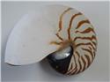 Veranstaltungsbild Schnecken, Muscheln, Tintenfische I